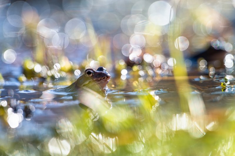 macro, bokeh, vintage lens, nature, frog, fauna sunny day in the pot фото превью
