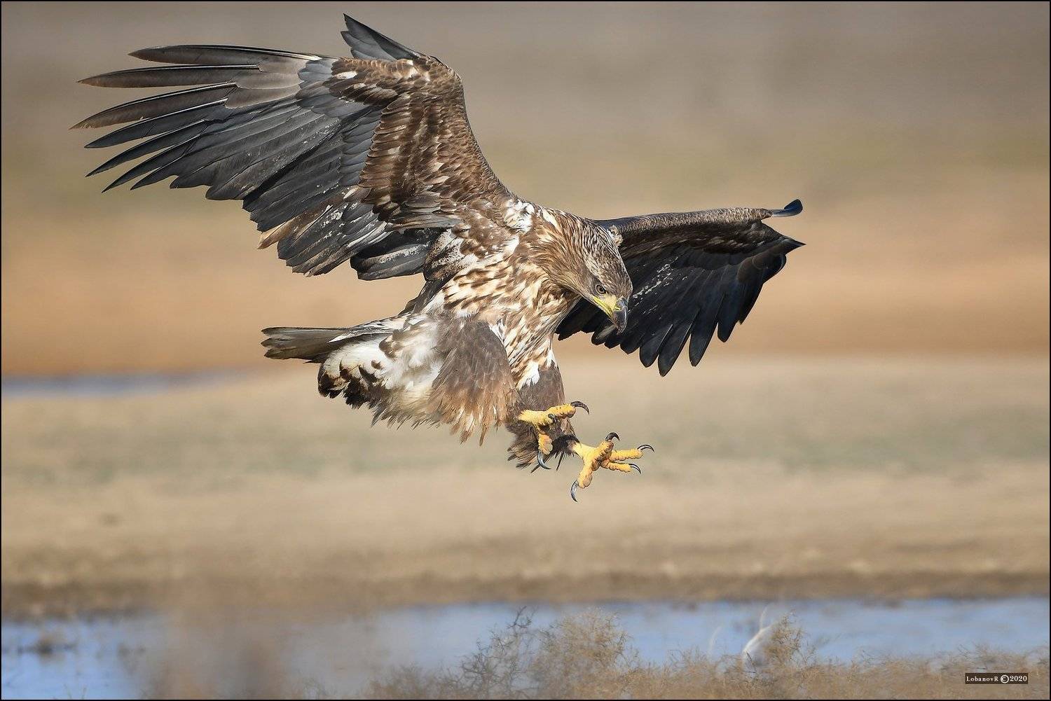 заказник, &laquo;степной&raquo;, астраханской, области, Lobanov Roman