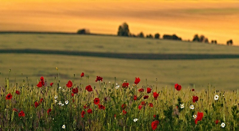 moravian tuscany Meadow flowers фото превью