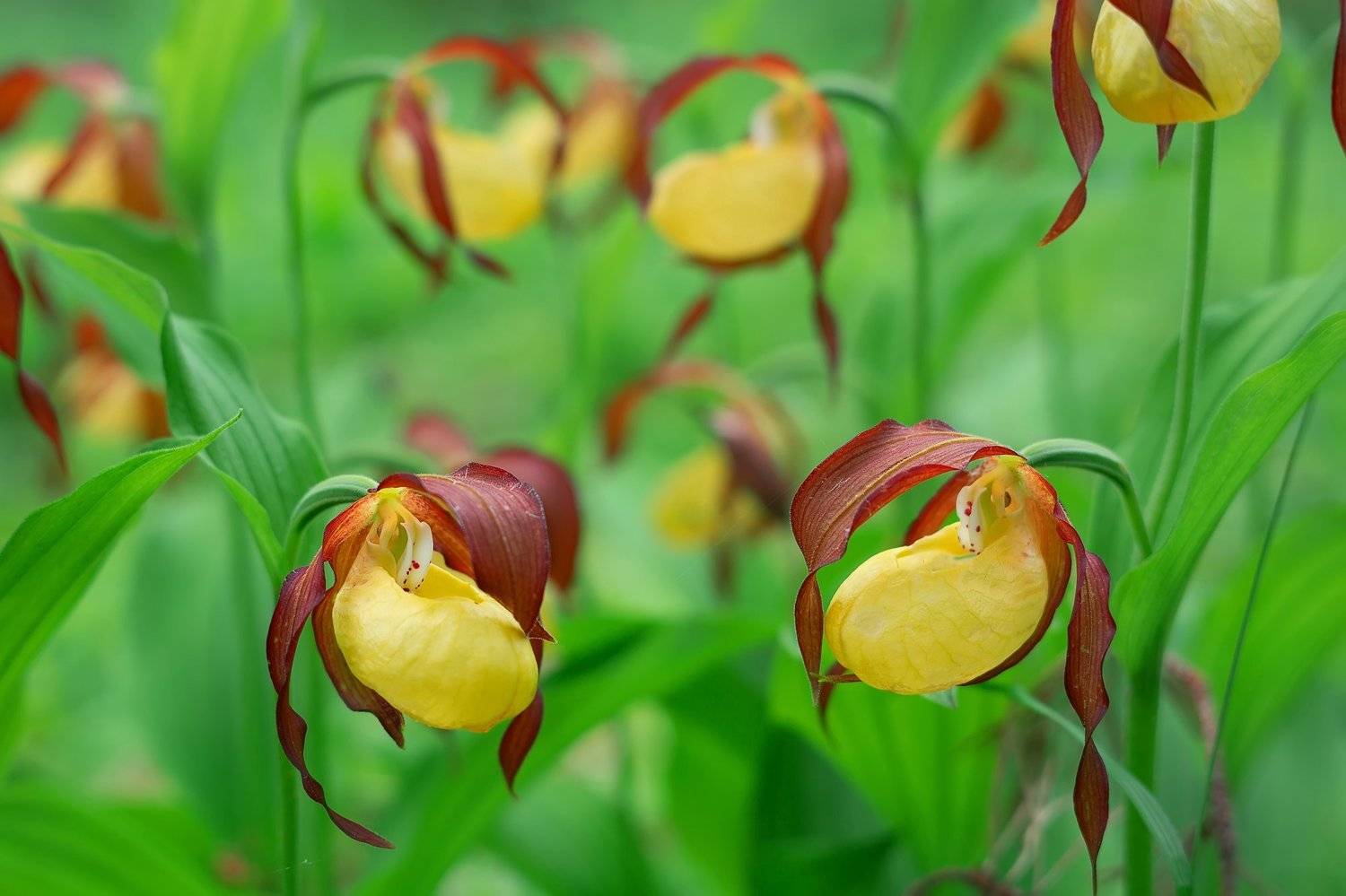 , Сергей Кузнецов