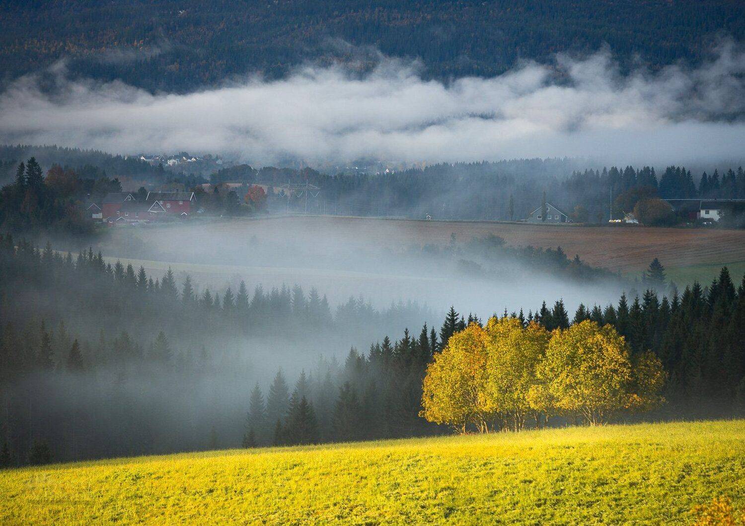 fog,morning,autumn,norway,tree,trees,light,contrast,, Adrian Szatewicz