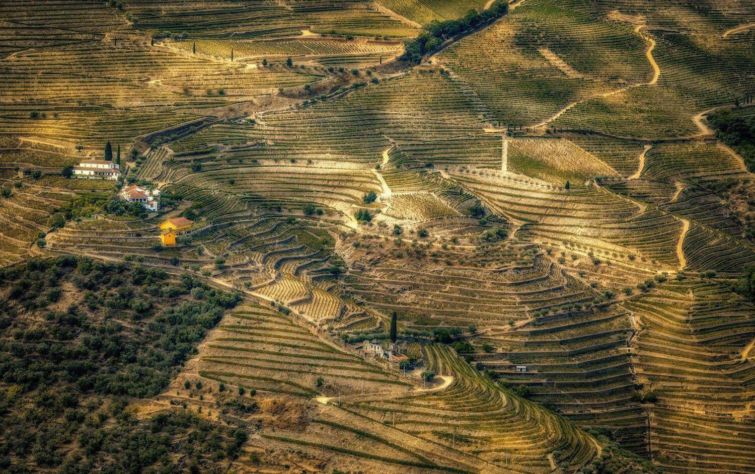 поля, террасы, Александр Безмолитвенный