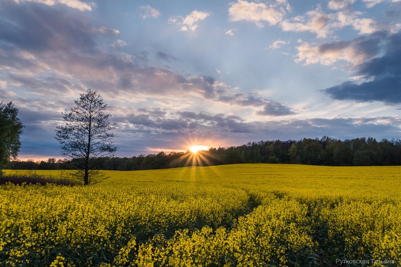 Закат над рапсовым полем фото превью