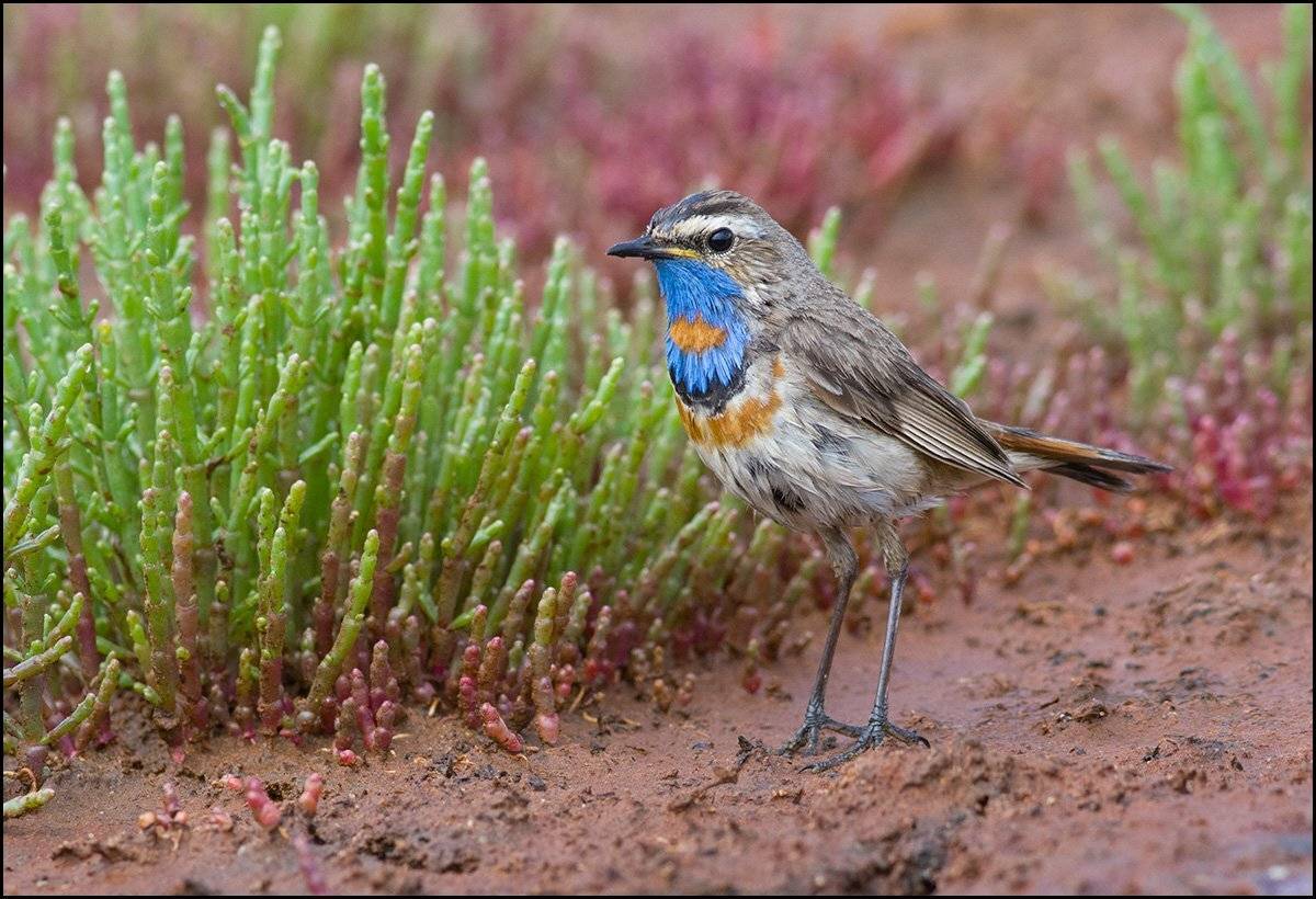 варакушка,самец,берег,дождь,хвощ, Иван