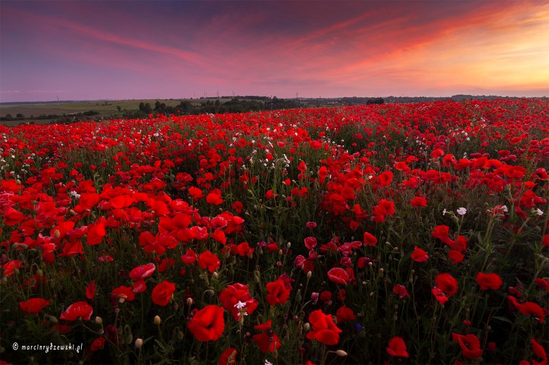 poppies, maki, polska, marcin rydzewski, landscape, canon, nature, red, flowers,  Czerwone dywany фото превью
