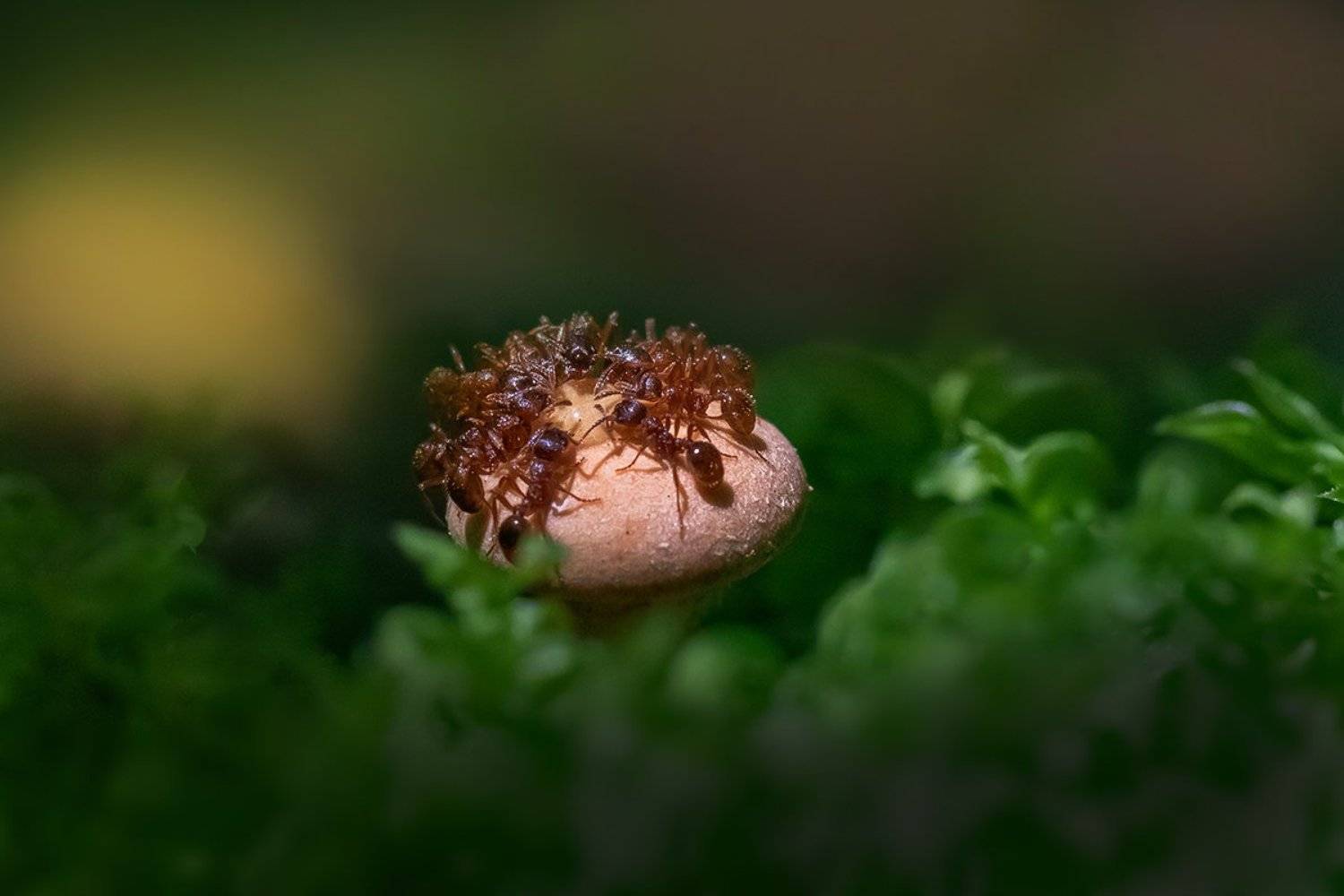 муравьи, гриб, лес, Наталия Сытина