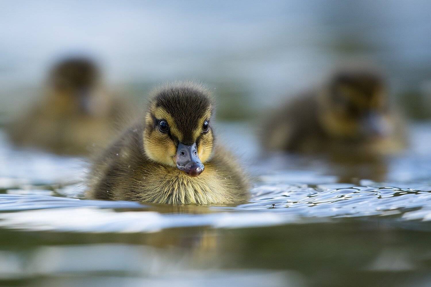 , Robert Adamec