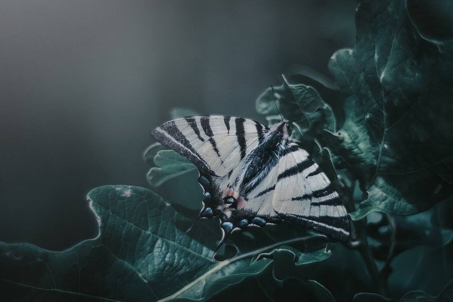 бабочка, макро, лес, полидарий, зеленый, цвет, мануальная оптика, пентакон, Лапшина Владлена