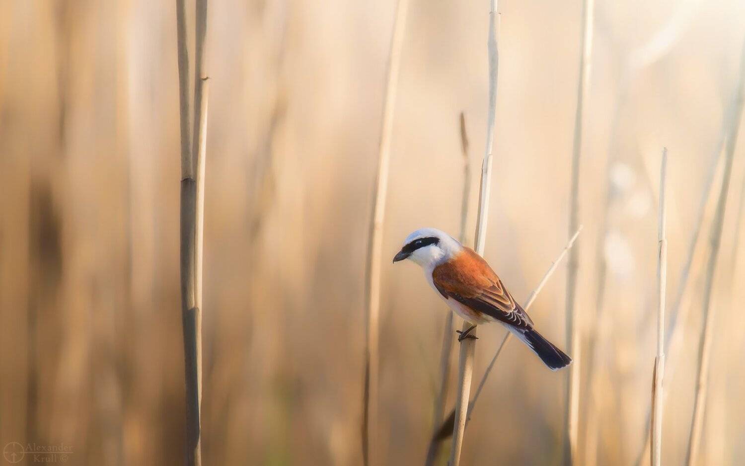 жулан, Александр Круль