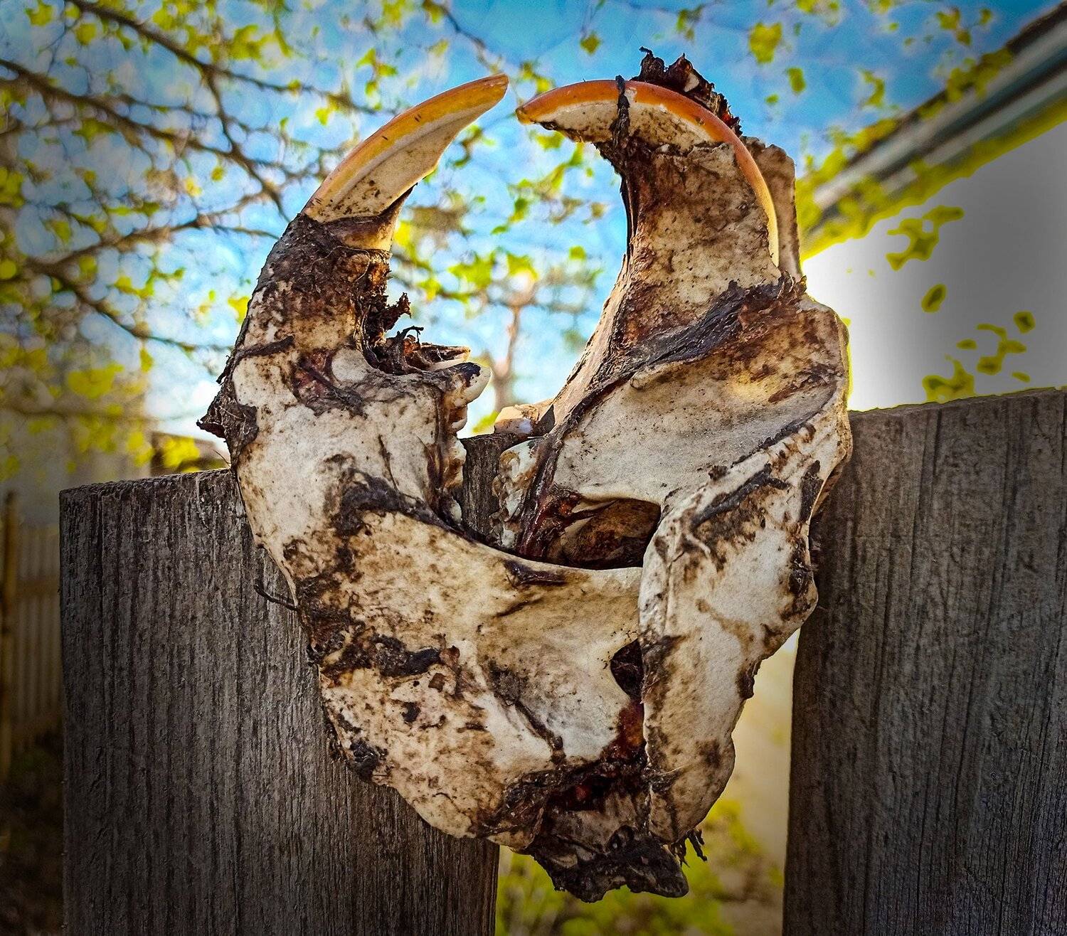 , петр чиков