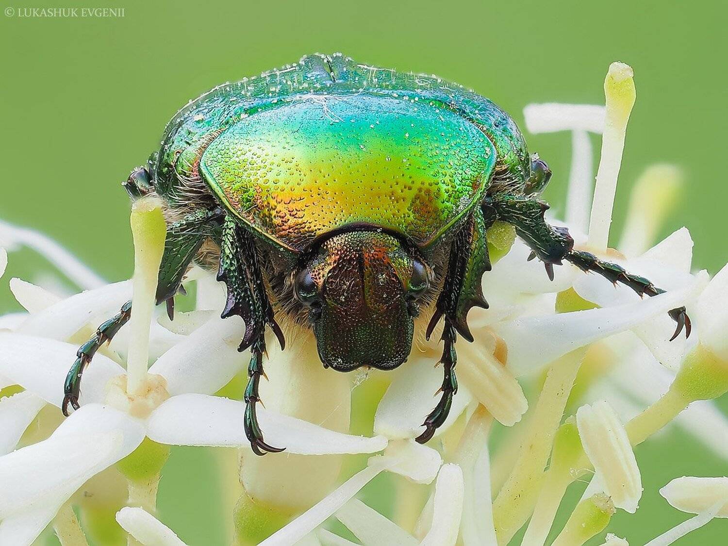 , Евгений Лукашук