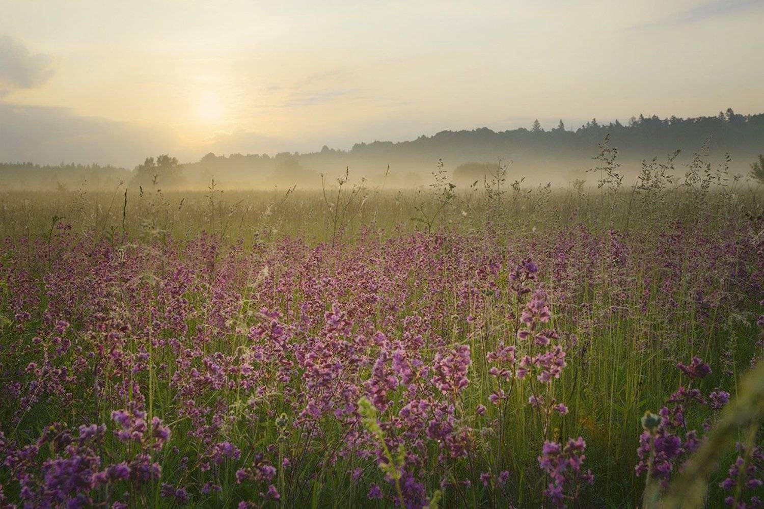 , Анатолий Зверев