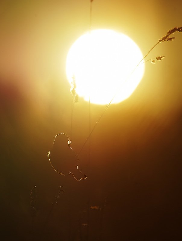 закат, птица sunset фото превью