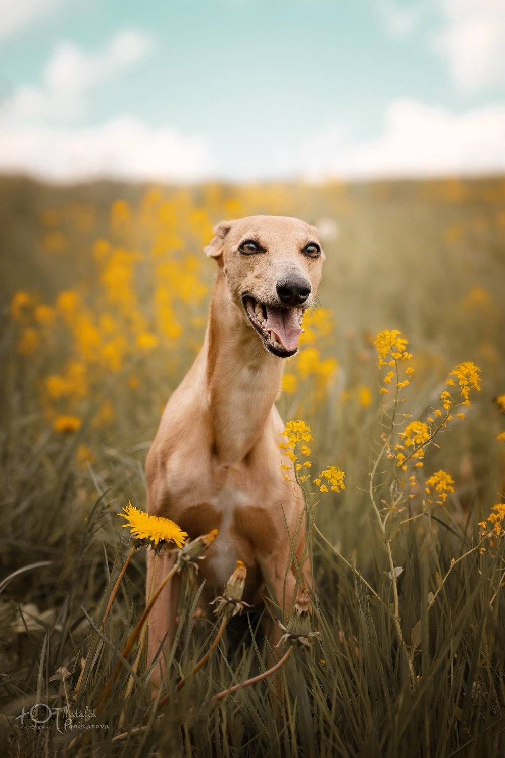 , Наталия Поникарова