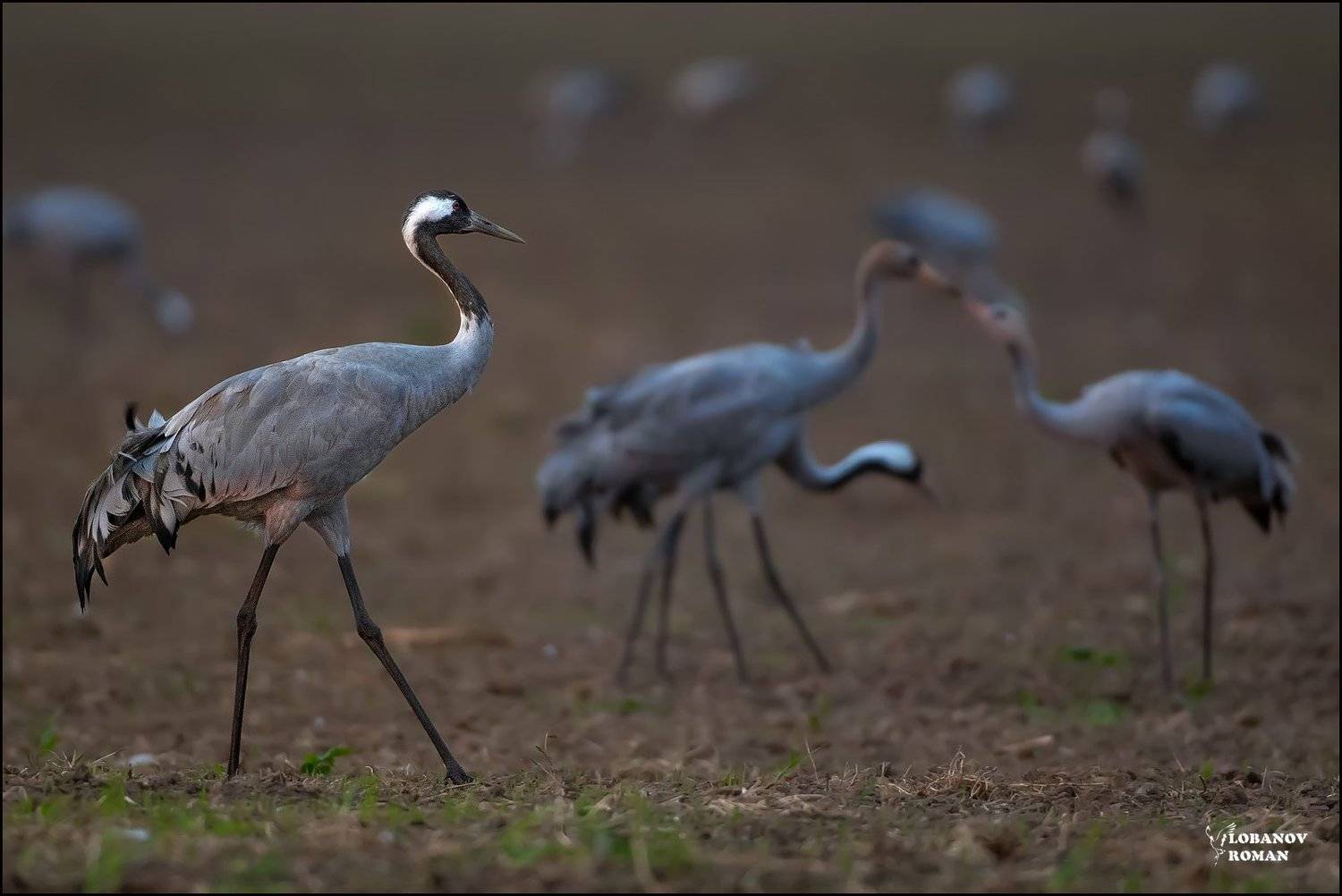 серый, журавль, сергиев, посад, лобанов, птицы, Lobanov Roman