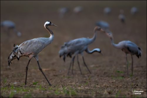 Из журавлиной жизни ...