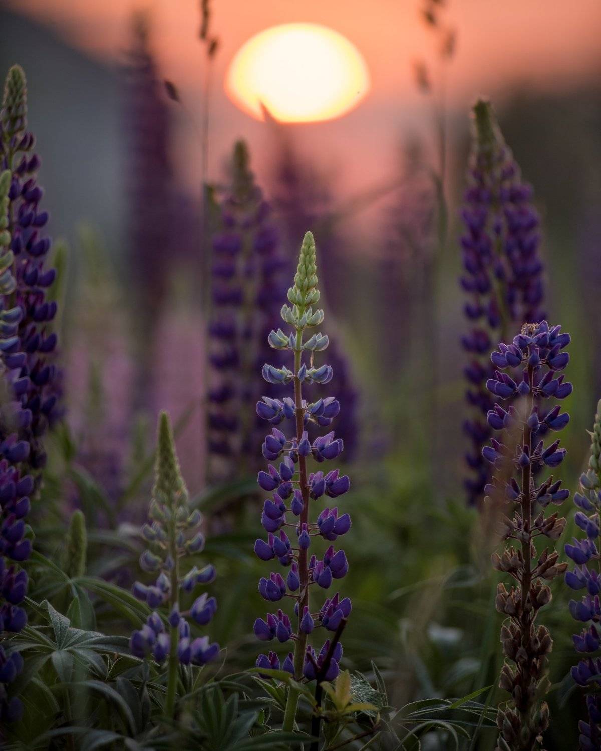 люпины, рассвет, великий новгород, цветы, лето, жара, июнь, Роман Фабричный