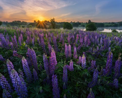 Летний люпиновый рассвет