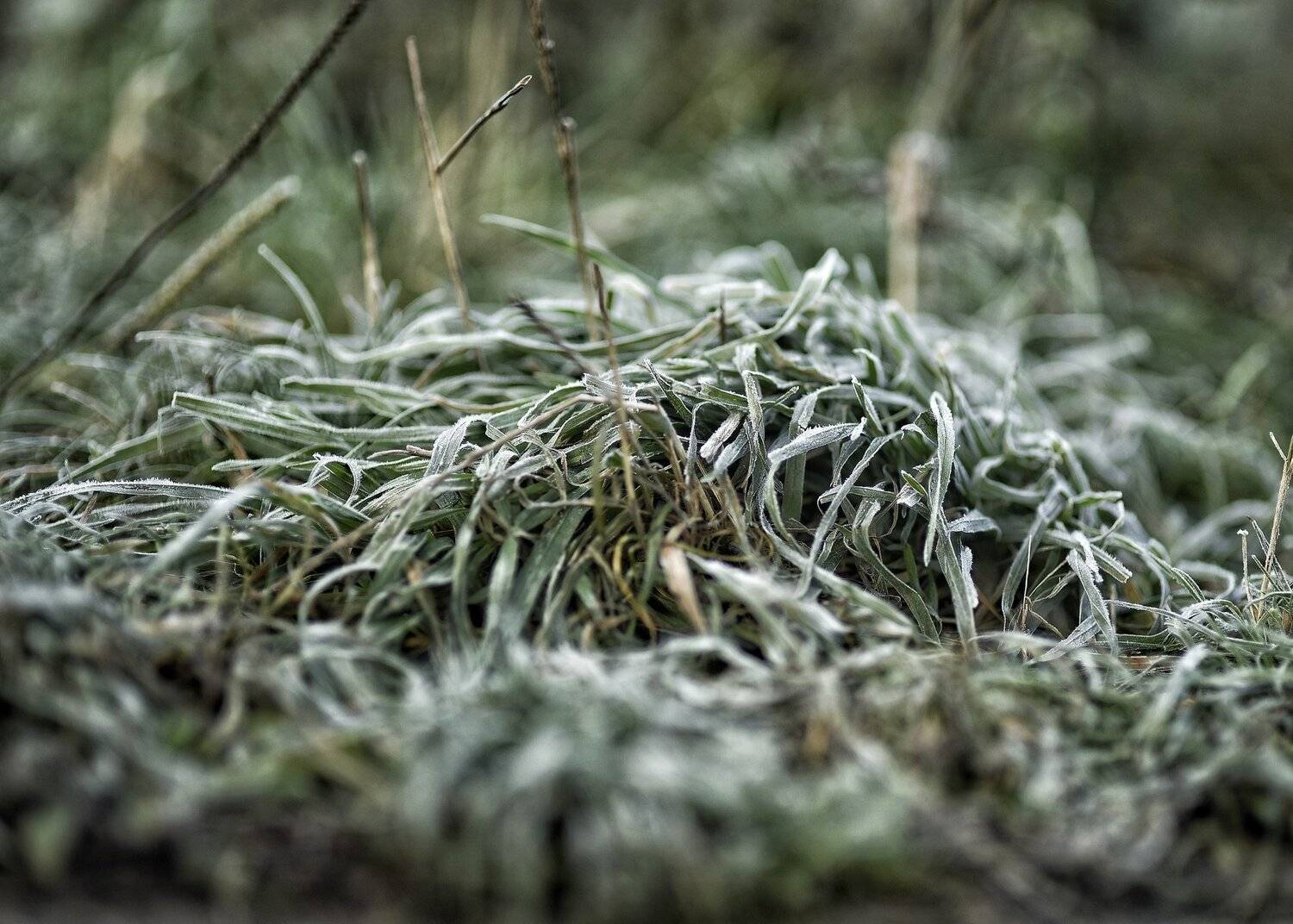 , Владимир Леликов-Кузьменко