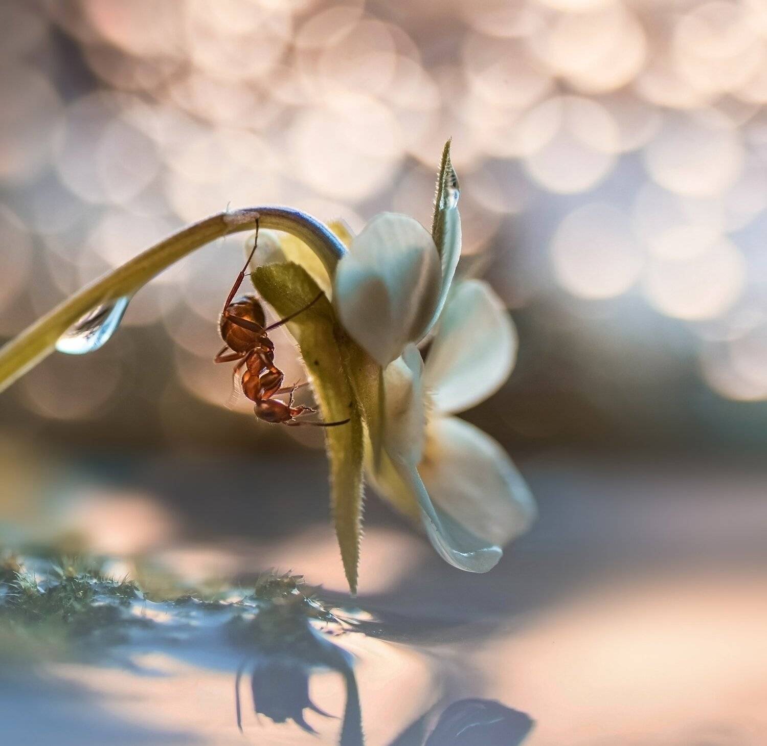 , Лапшина Владлена