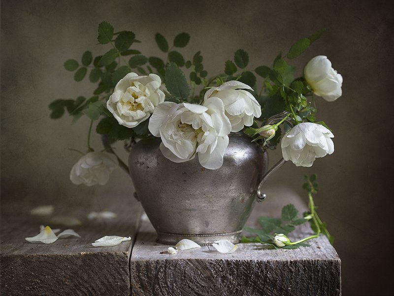 Белый шиповник фото превью