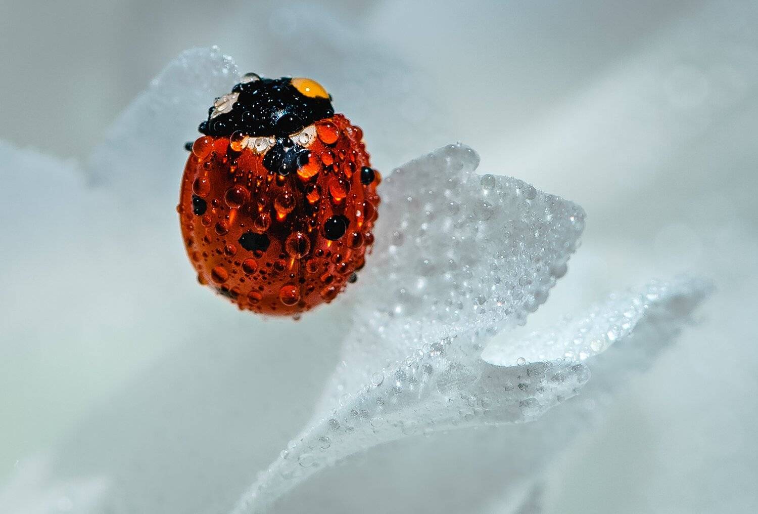 природа, макро, весна, цветы, пион, жук, божья коровка, капли воды, белый, Неля Рачкова