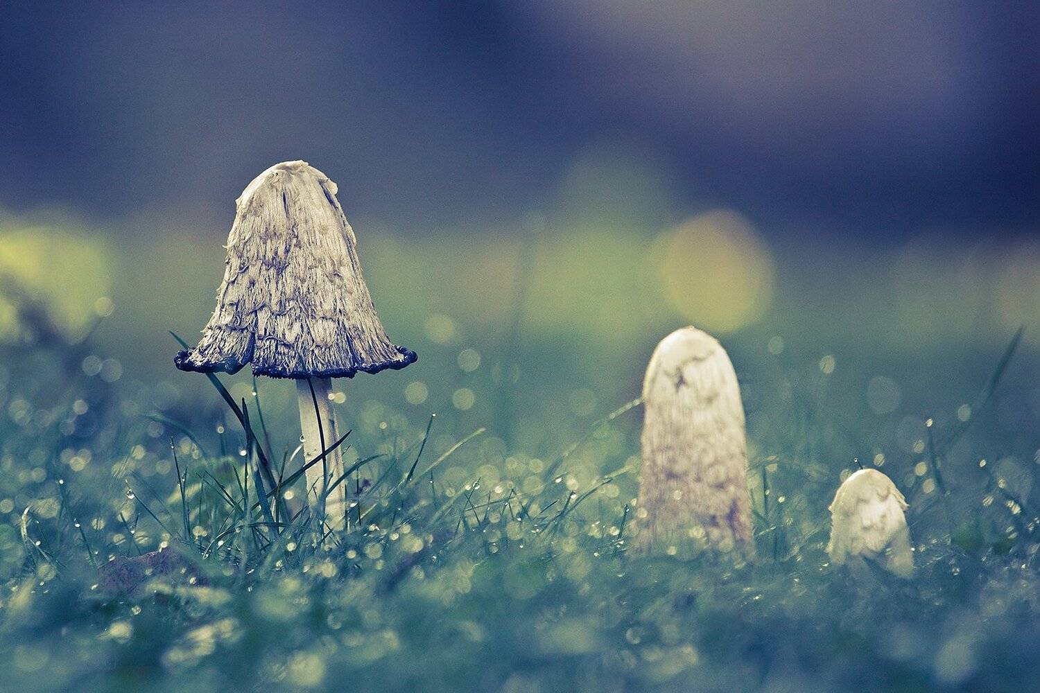Fertilizer family. Автор: Robert Adamec , Robert Adamec