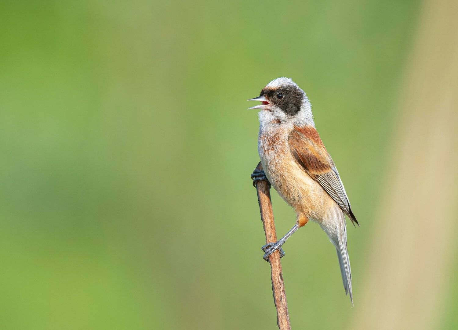птицы,природа, лето, Андрей Киселёв