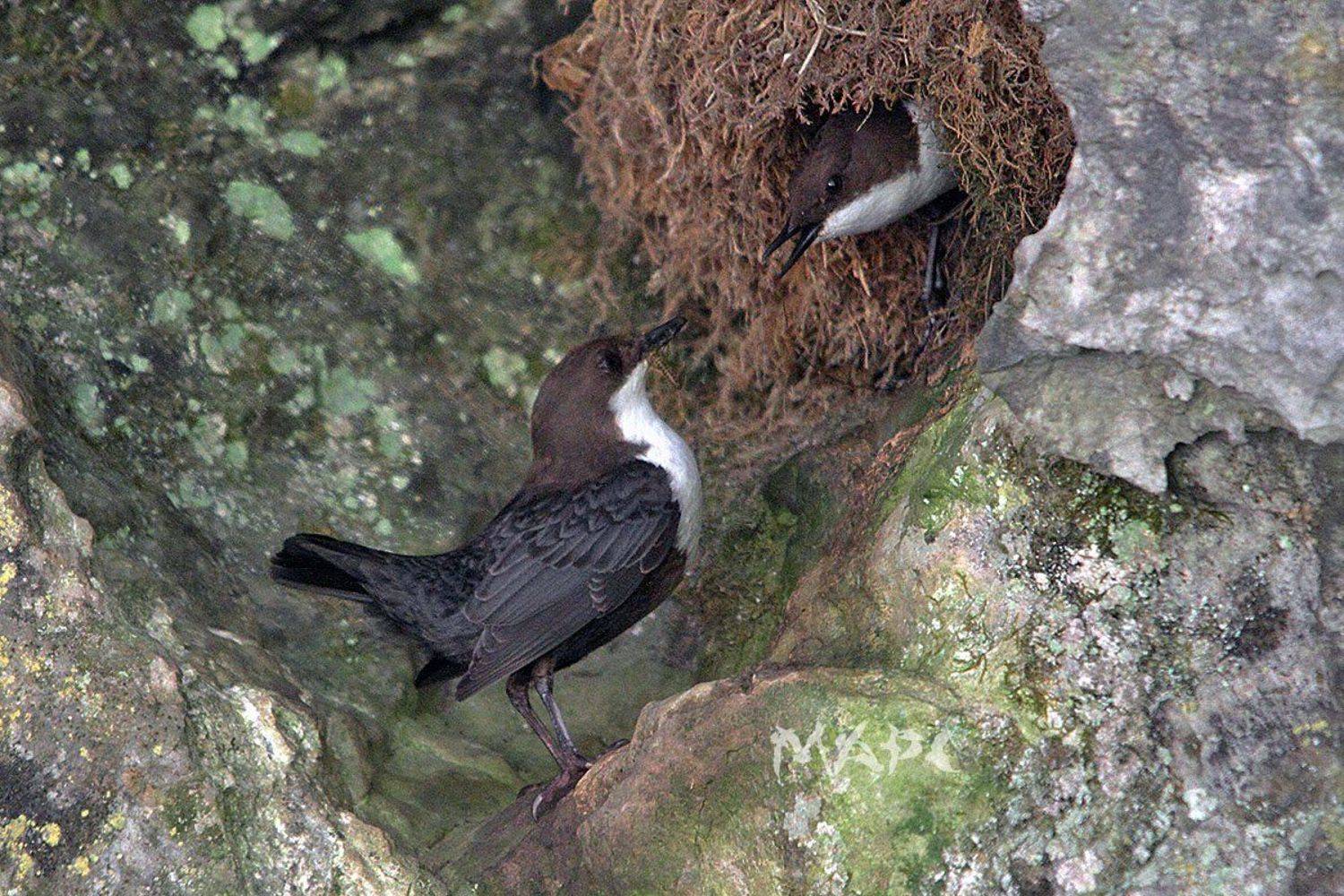 животные птицы оляпки гнездо пара, Шангареев Марс