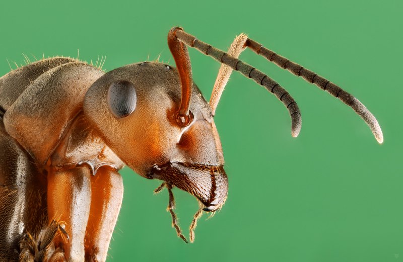 insect, bug, macro,ant Portrait of an ant фото превью