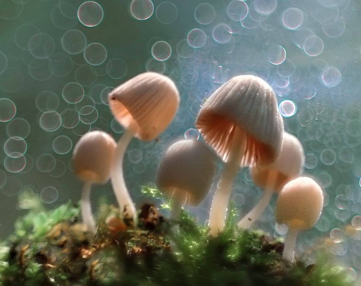 , Галина Горькавая