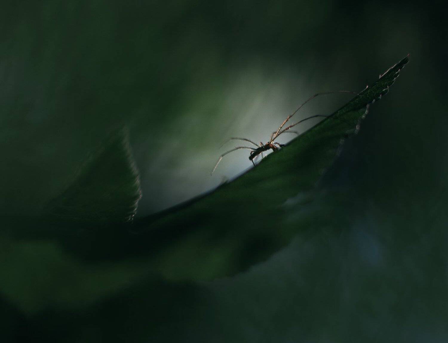 , Баранов Олег