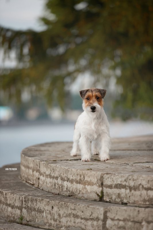 собака, анималист, природа, город В вечерний час с другом фото превью