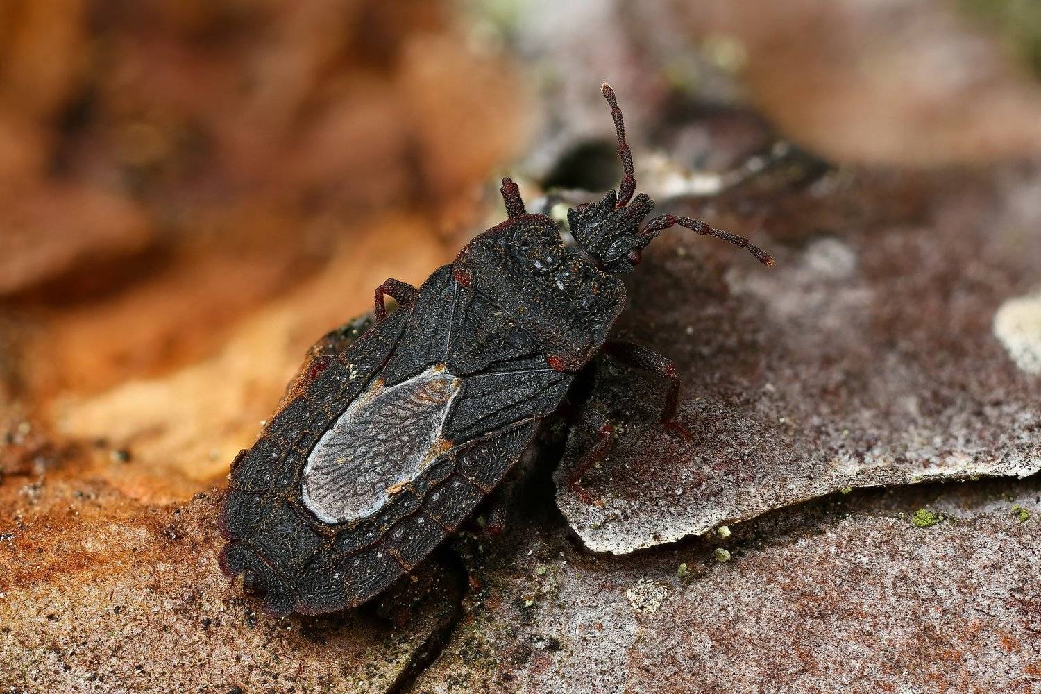 клоп,макро,природа,цвет,коричневый,животное, Андрей Шаповалов