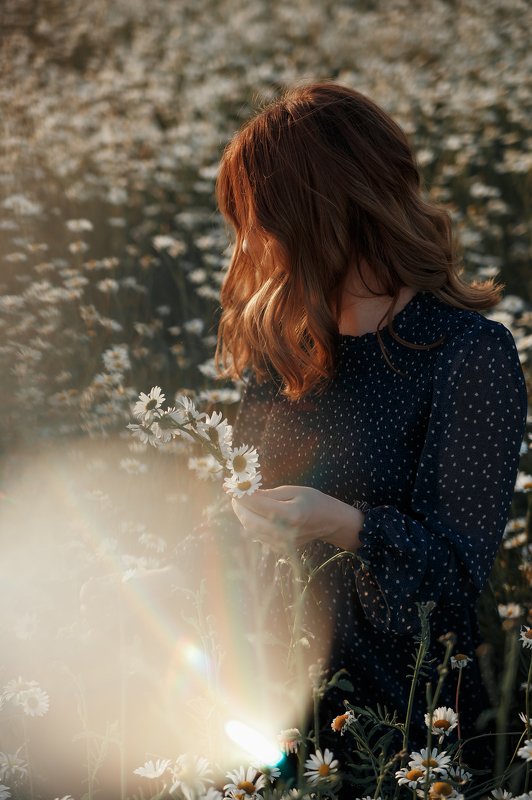 Ромашки фото превью