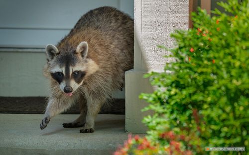 Енот и Сушки