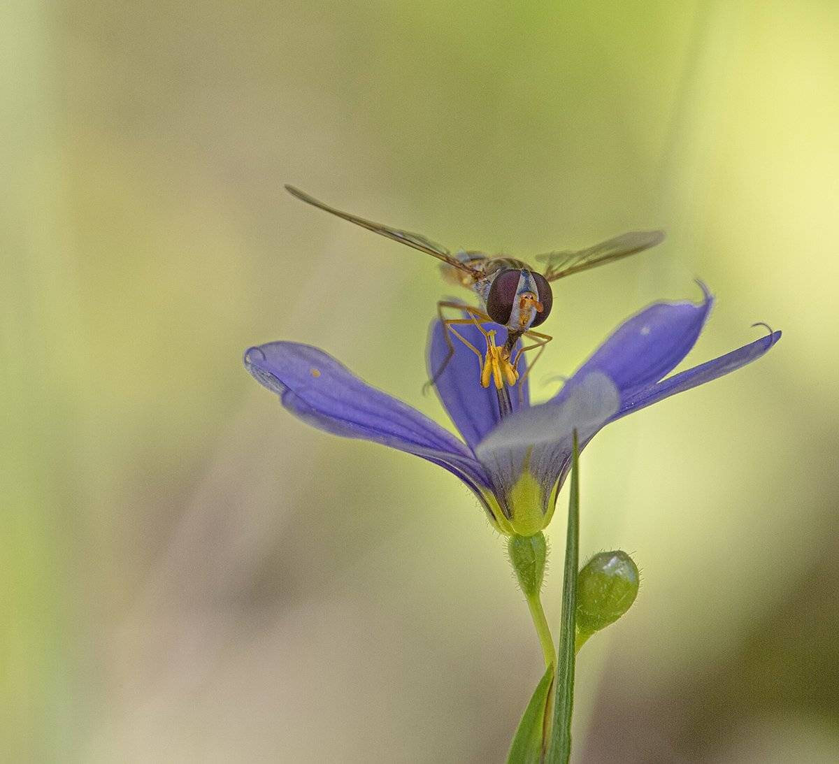 муха журчалка синеглазка цветок, Евгений Слободской
