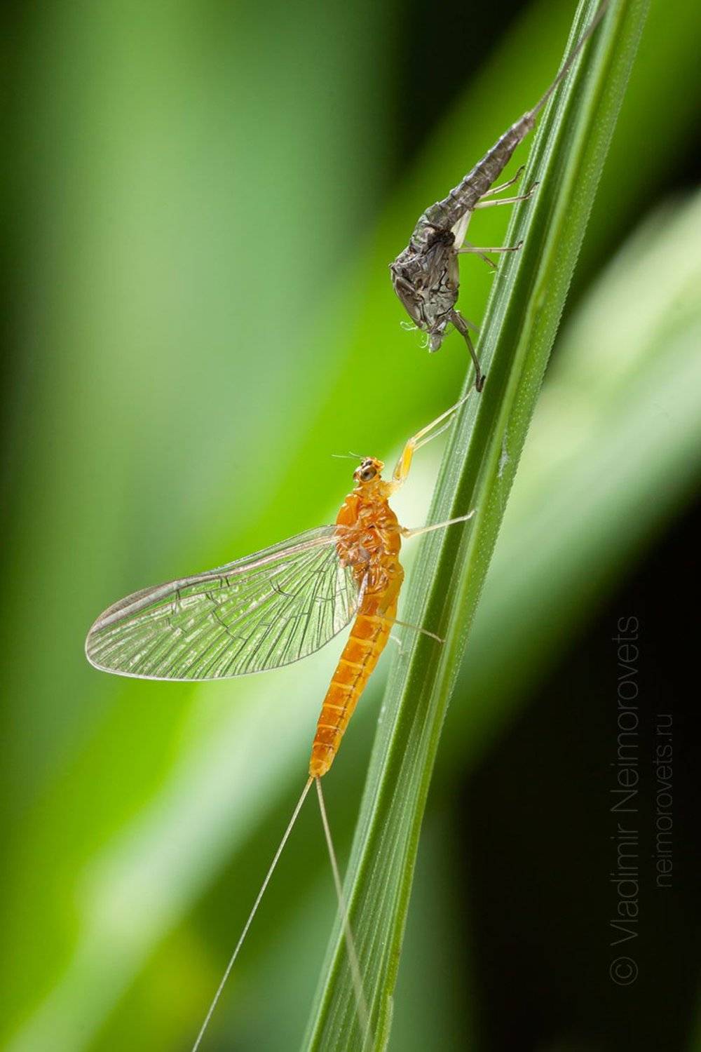 Ephemeroptera, up-winged flies, canadian soldiers, shadflies, fishflies, mayflies, mayfly, fishfly, subimago, imago, molting, molt, exuviae, grass, green, macro, close-up, close up, Gatchina district, Leningrad Region, Russia., Владимир Нейморовец