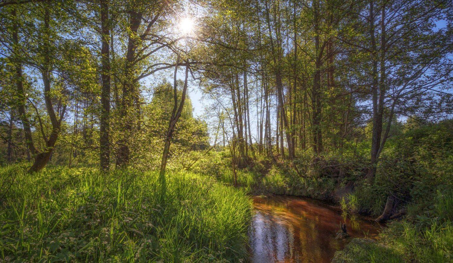 утро июнь лесная речка, Андрей Колесов