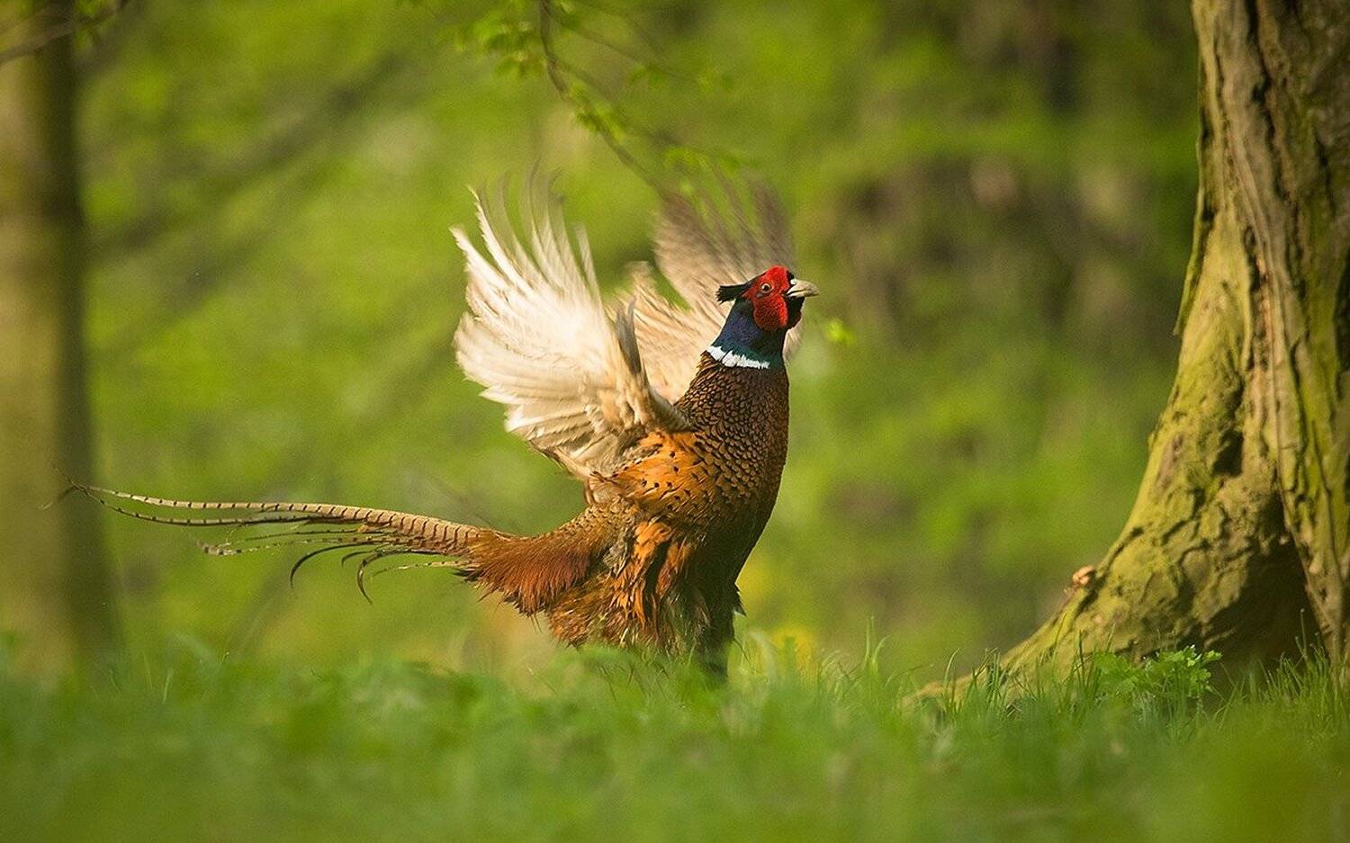 , Robert Adamec