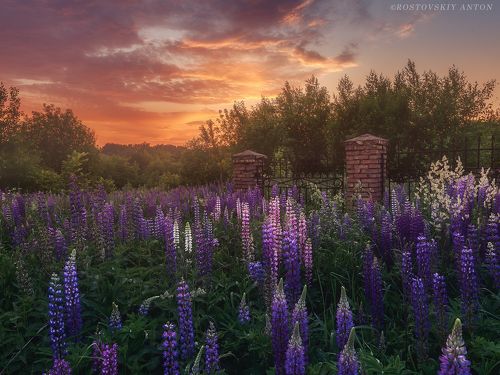 Вечер в люпинах 