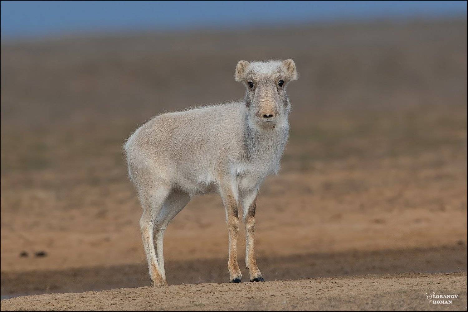сайгак., заказник, &laquo;степной&raquo;, астраханской, области, лобанов, пересвет, Lobanov Roman