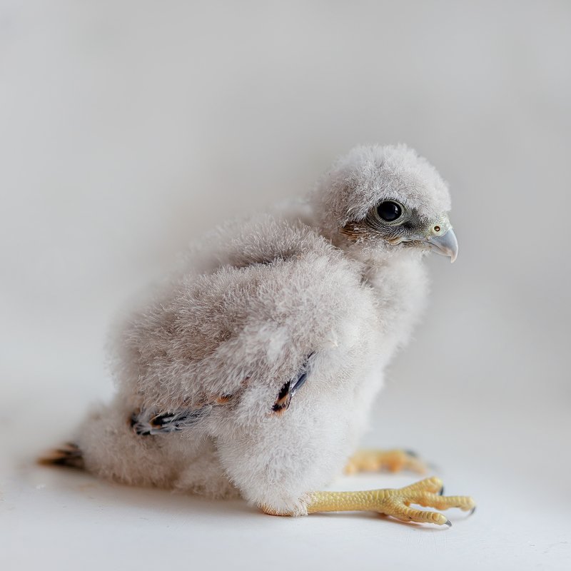 Найдёныш фото превью