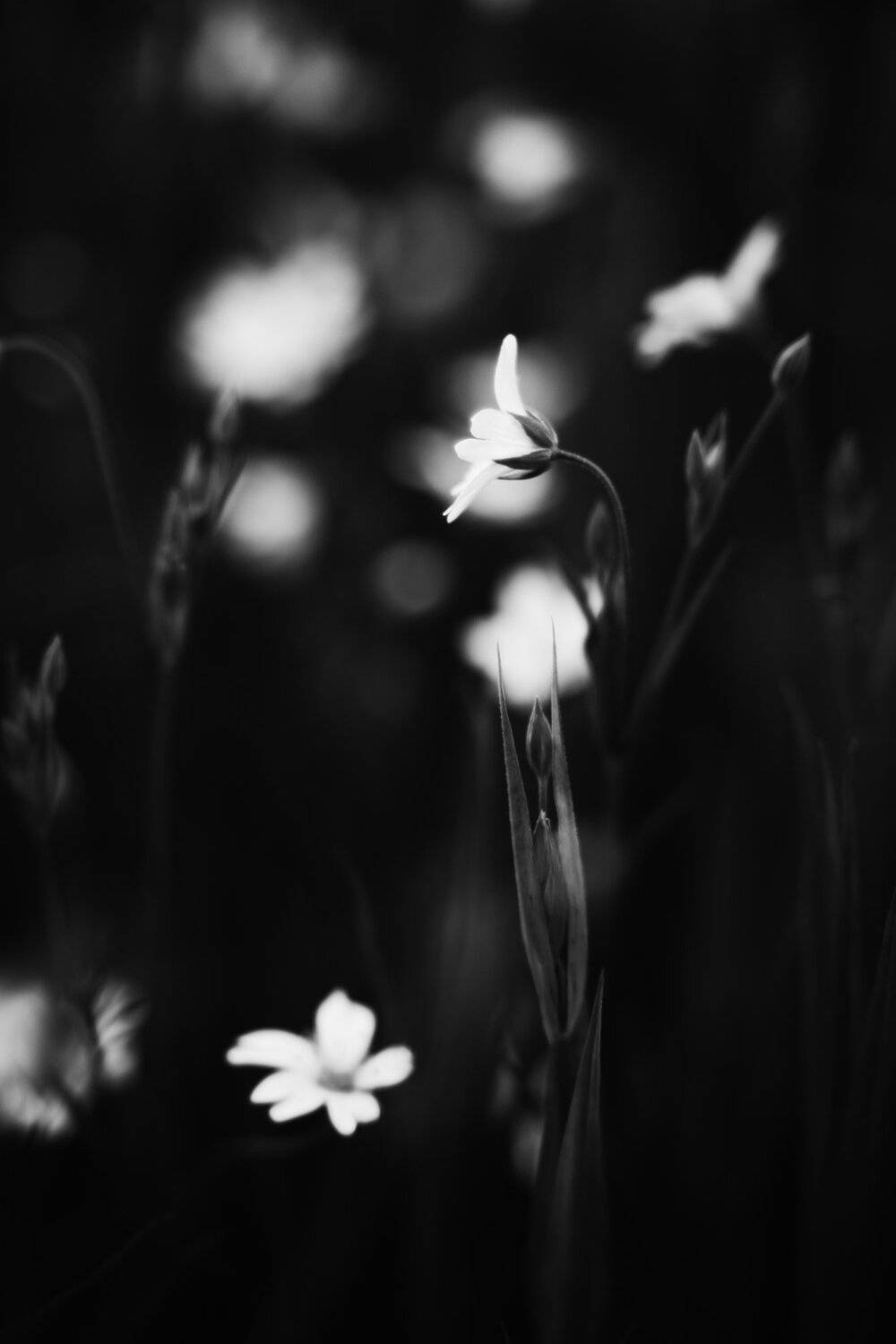 , Алексей Егоров