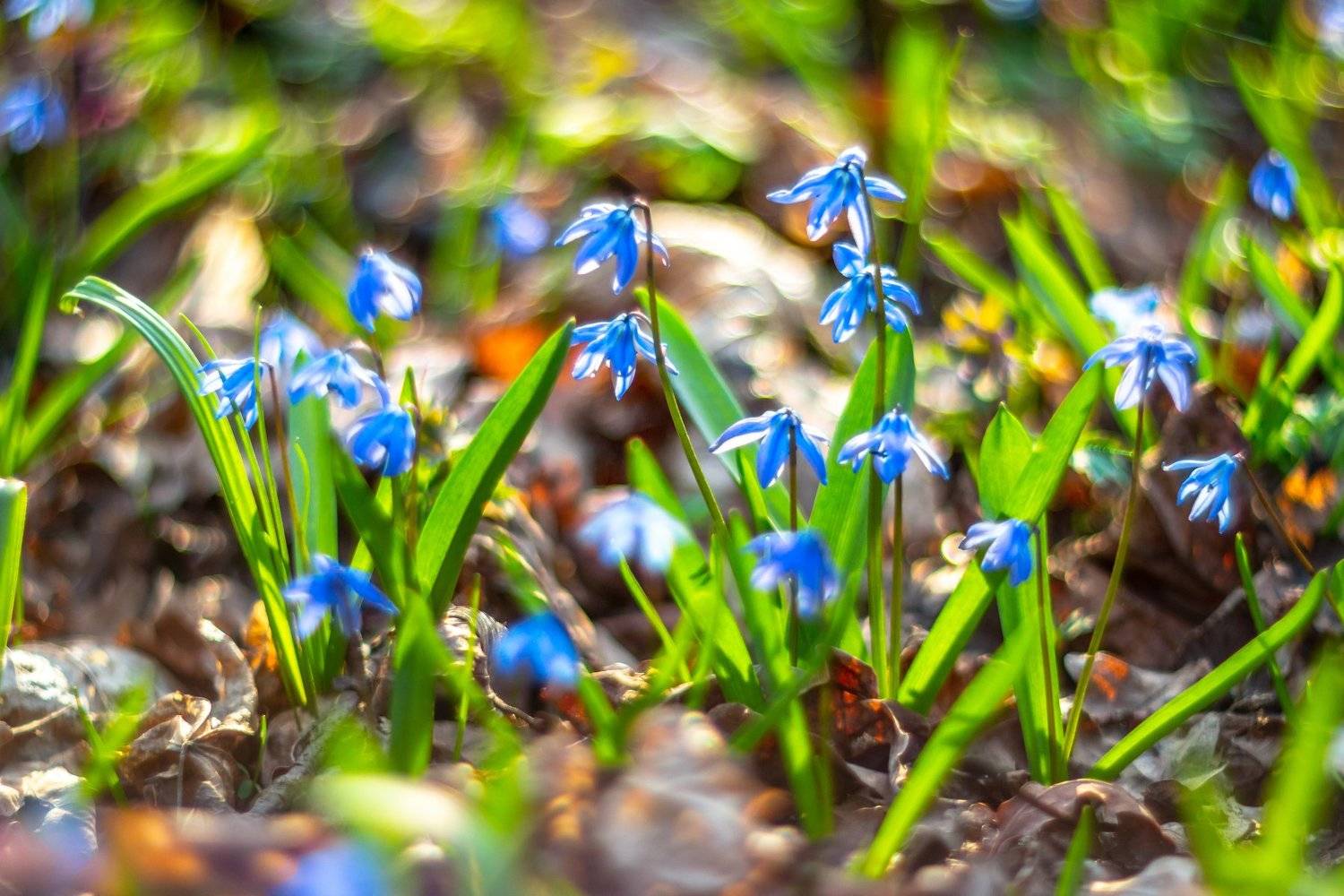 пролески, весна, первоцветы, подснежники, воронежский заповедник, лес, Руслан Востриков