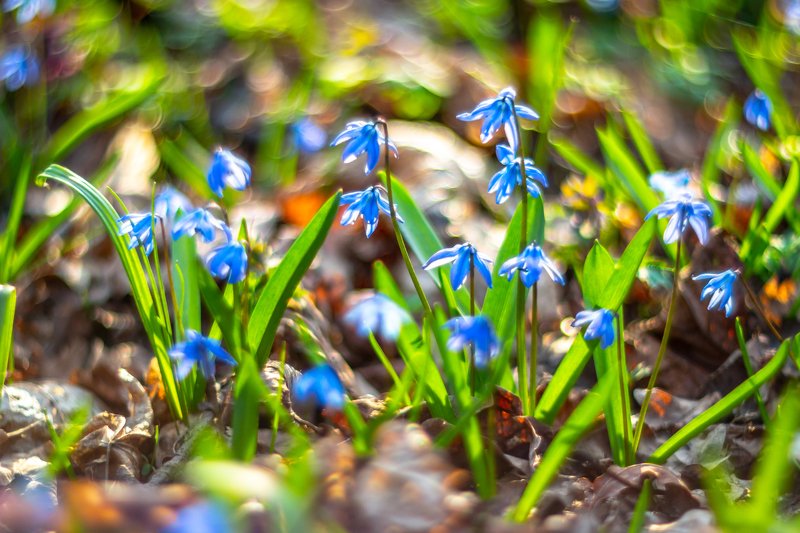 пролески, весна, первоцветы, подснежники, воронежский заповедник, лес  фото превью