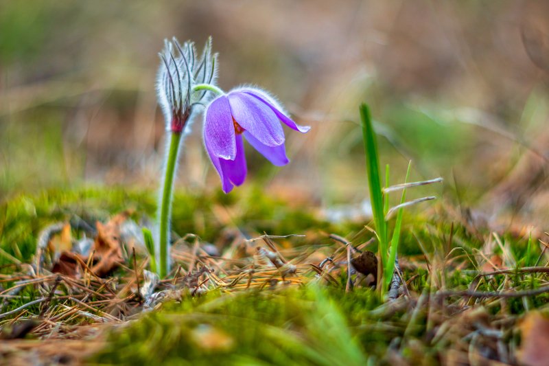 сон-трава, первоцвет, лес, заповедник, весна  фото превью