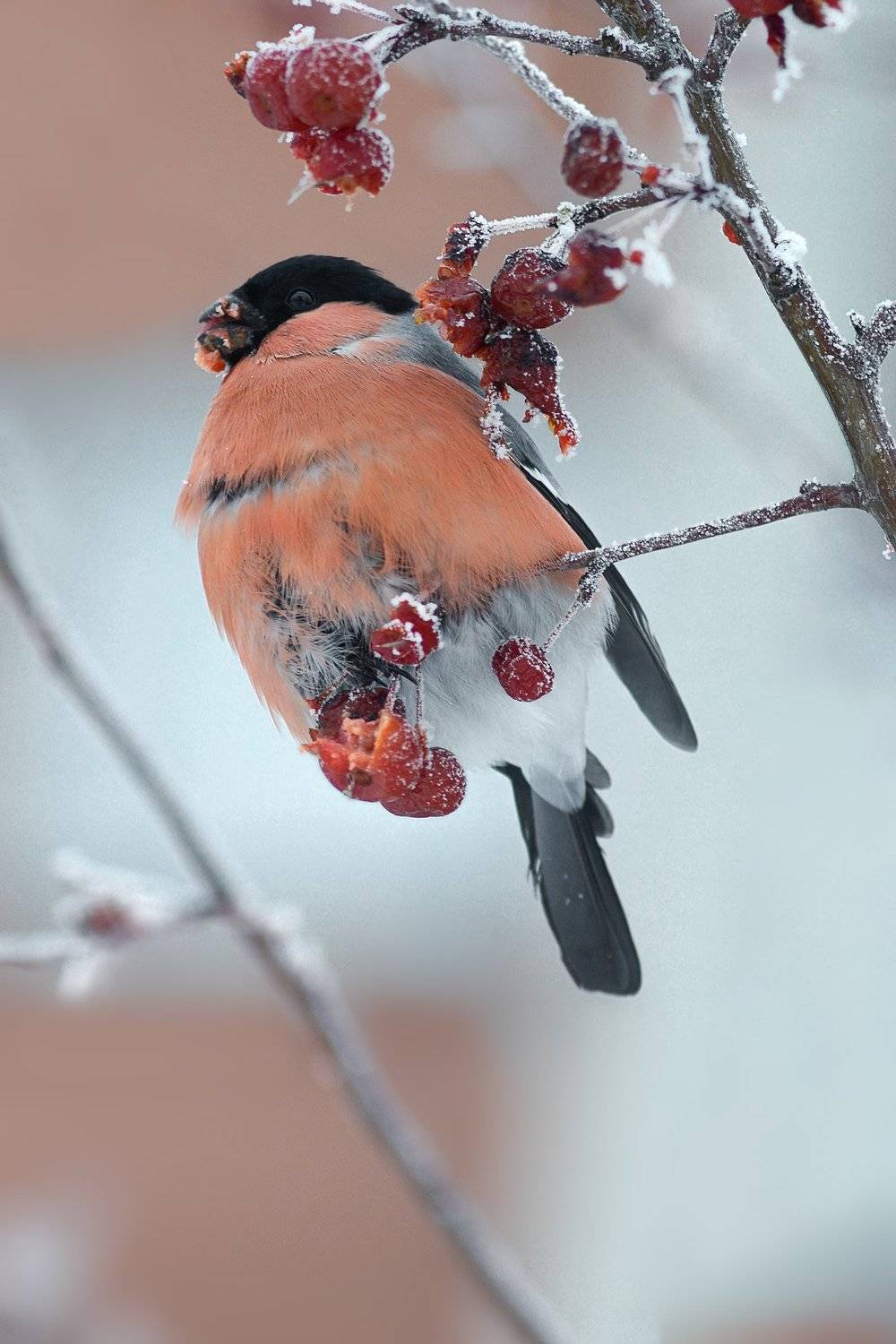 , Воинкова Ирина
