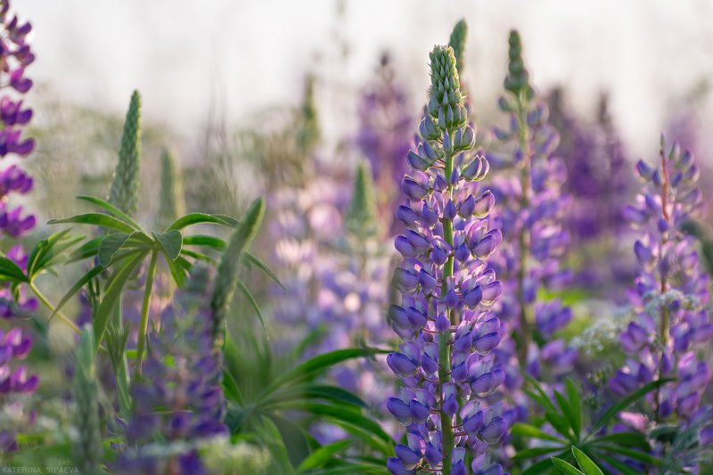 природа, лето, цветы Наше лето в люпины одето фото превью
