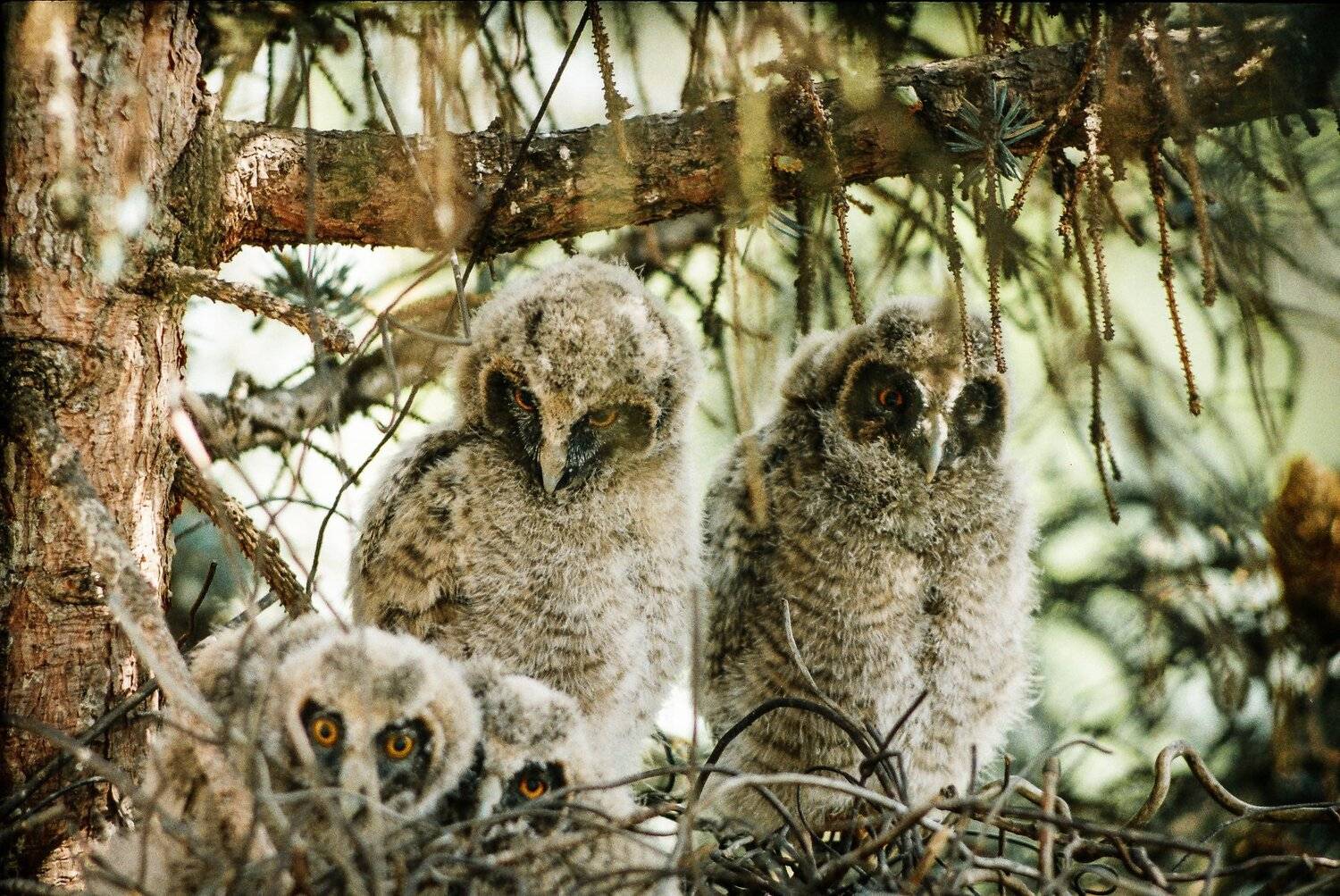 животные, птицы, природа, сова, фотография, плёнка, Валерий Верещако